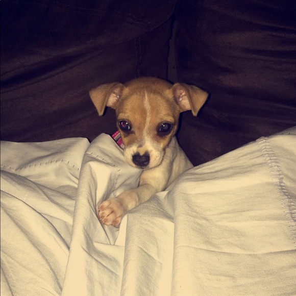 Meet your Posher, Rose - Picture 1 of 1